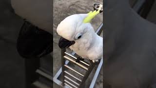 Download lagu Burung Kaka Tua Jambul kuning Pinter ketawa mp3