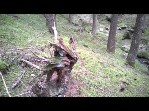 KENNEN SIE DAS ÖTZTAl...und den Waal in dem der Hund verschwindet