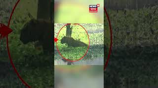 Kaziranga ত Rhino ৰ ৰুদ্ৰমূৰ্ত্তি দেখি পলাই পত্ৰং দিলে Tiger | Viral Video #shorts