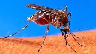 What Happens If ONE MILLION Mosquitos Bite You?