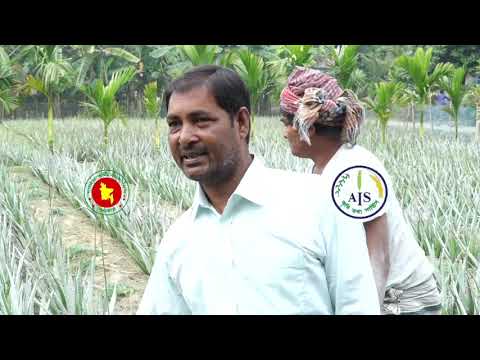 এলোভেরার বানিজ্যিক চাষ (বড়াই গ্রাম, নাটোর)