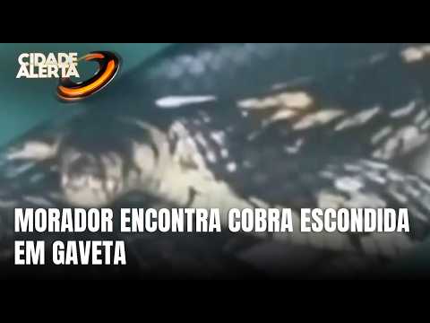 Siderópolis: morador encontra cobra escondida em gaveta da casa