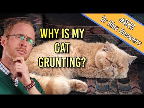 Why Is My Cat Snoring and Grunting? - Dog Health Vet Advice