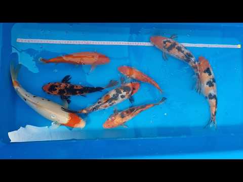 Video pregled koi ribe