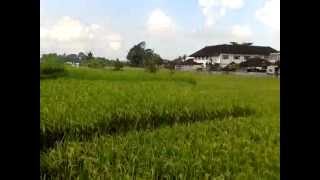 preview picture of video 'North Denpasar City ricefield-Bali(still green)'