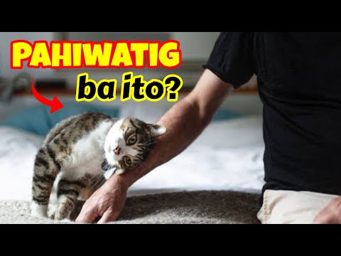 Anong Pahiwatig Kapag Ganito Ang Pinapakita Ng Pusa Mo?