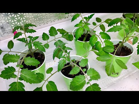 , title : 'How To Grow Tomatoes from Seed - Weeks 1 to 5 Seed To Transplant'