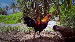 Observing Farmlands With Chicken Livestock In A Dry Season After Harvest At The Village