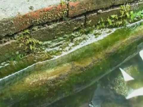 實拍神秘古井井水捉迷藏時有時無(視頻)