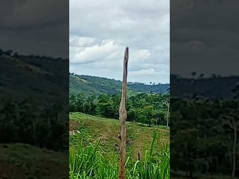 #Rio doce Minas gerais..🥰🦜