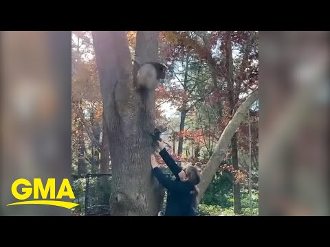 We’re in tears over this mama koala’s reunion with her baby l GMA