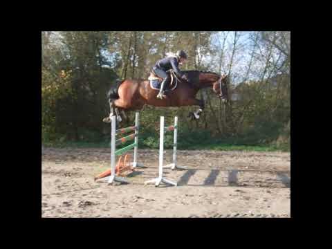 COUPE CORANT 7j. Holst. v. Coupe de Coeur  -  Silvano -  for sale