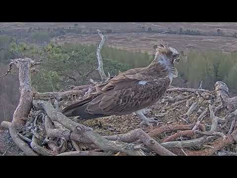 Welcome home Louis! Resident male Osprey returns to Loch Arkaig Nest Two 2 Apr 2025 (zoom)