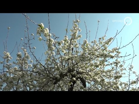 GLD Nieuws 11 april 2019 - Donderdag 11 april