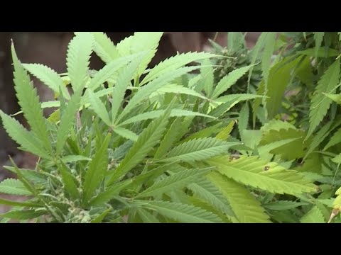 NJ Sussex County Franklin & Newton Marijuana Policies