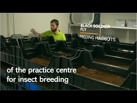 Virtual exploration of the new practice centre for insect breeding.