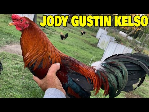 Jody Gustin Farm Beautiful Birds