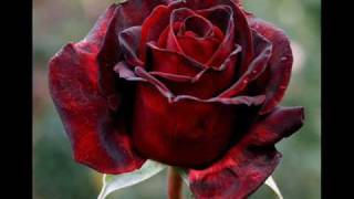 Julio Iglesias Amor Amor Amor.wmv