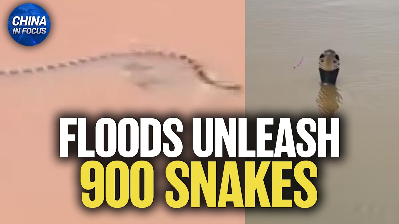 Floods Unleash 900 Snakes in China | China in Focus