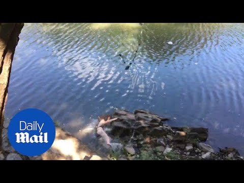 OUCH! Girl lets go of rope swing and falls onto jagged rocks - Daily Mail