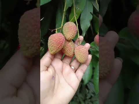 Fresh Lichu!😋😋😋