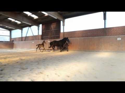 Oldenburger Stutfohlen von Sezuan aus einer K2 Stute - "Une Sichuan"