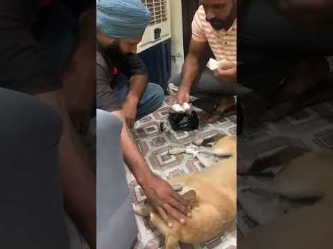 Non entertainment Help for dog#farming