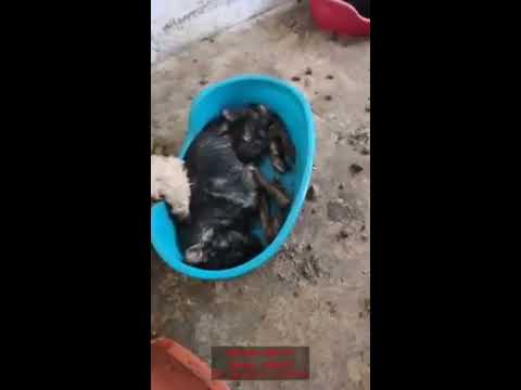 download lagu mp3 mp4 Bogdan Cepoiu, download lagu Bogdan Cepoiu gratis, unduh video klip Download Bogdan Cepoiu Mp3 dan Mp4 Music Online Gratis