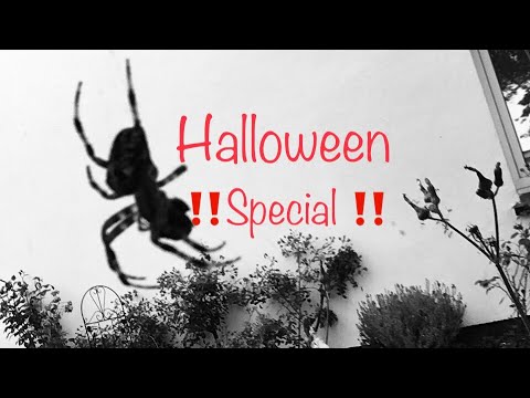 ‼️Halloween Bonsai Special ‼️🎃👹👻Bonsai mal gruselig 😉Bonsai oder Kleinholz 2023-33