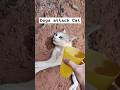 Dogs Attack Cat Shortsfeed Cat Catrescue Shortsviral Shorts