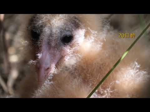 西拉雅草鴞—猴面鷹
