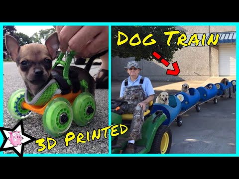 Creative Dog Owners Who Did Pawesome Things For Their Dogs Video