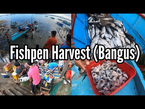 Part 1. Fishpen Harvest, May Bumili ng 1500 Kilo's na Bangus, Kilaweng Bangus | BillyAillySeaTV