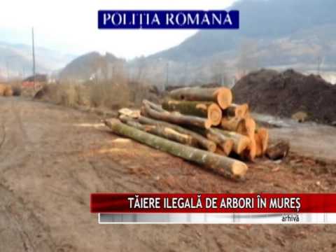 TĂIERE ILEGALĂ DE ARBORI ÎN MUREŞ