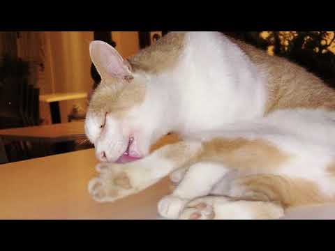 video frame placeholder