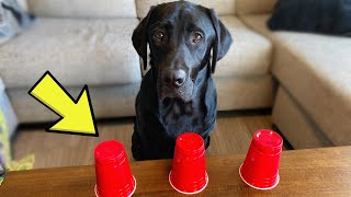 Testing My Dogs Memory!!