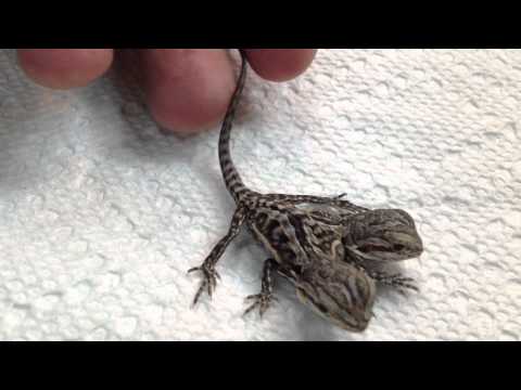 YouTube Video 8X4Z4wdLOV4