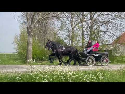 Stal Okkema's pair of Geldings - L: Beer & R: Yoep - 1.70m