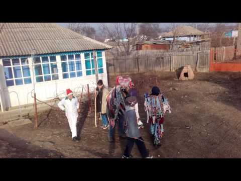 Capra de la iacobeni