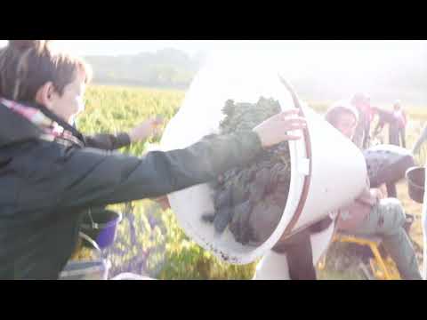 Les vendanges en Beaujolais