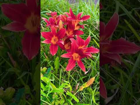 園芸 オレンジカンゾウ、ニッコウキスゲ、黄褐色のカンゾウ