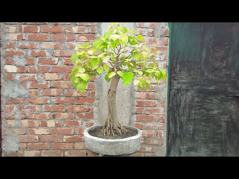 paraziták a bonsai ban)