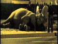 Ringling Bros. Elephant Falls and Collapses in ...