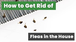 How to Get Rid of Fleas in the House Fast : Fast and Easy Flea Removal Techniques