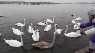 Как провести в Польше выходной зимой в маленьком городе?Озера моржи и лебеди.