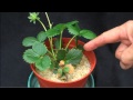 Strawberry Diagnostics Boron Toxicity