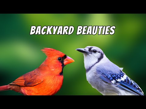 How to attract Cardinals and Blue Jays to your Backyard