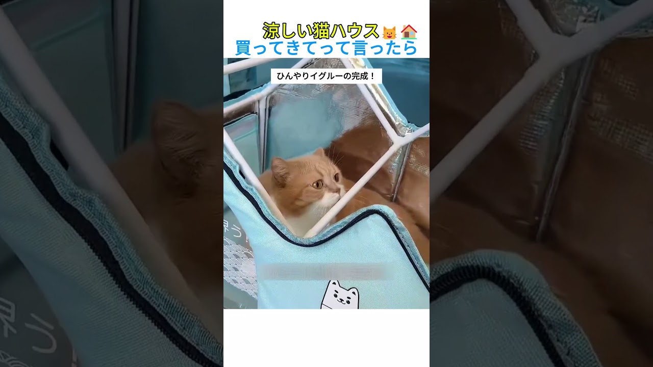 涼しい猫ハウス買ってきてって言ったら #youtubeshorts #おすすめ #shorts