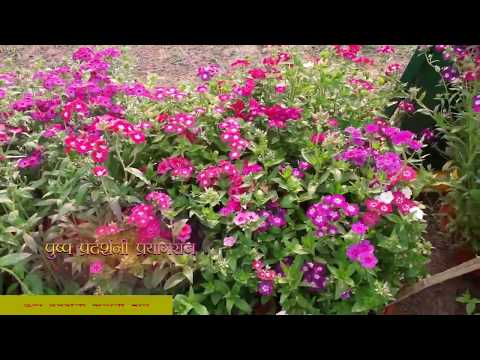 FLOWER SHOW CHANDRASHEKHAR AZAD PARK PRAYAGRAJ 3 March 2020