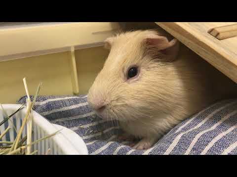 まいにち元気にかけまわるモルモットʕ•ᴥ•ʔ  kawaii guinea pig